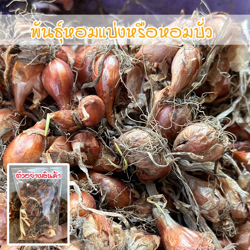 พันธุ์หอมแบ่งหรือหอมบั่วศรีสะเกษ สำหรับปลูก หัวสวยแบบไม่ตัดจุก 40-100 กรัม ปลูกง่าย โตเร็ว