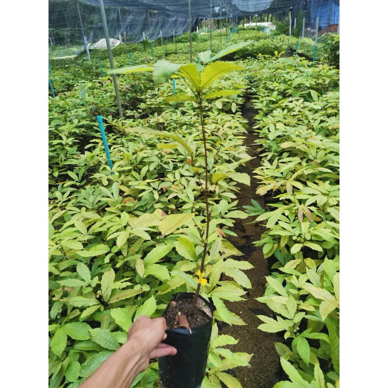 ต้นลำไยคริสตัล สีเหลืองไขไก่​ ความสูง​ 40-60 ซม. สั่งซื้อ​5​ต้น​แถ​มฟรี​1​ต้น​