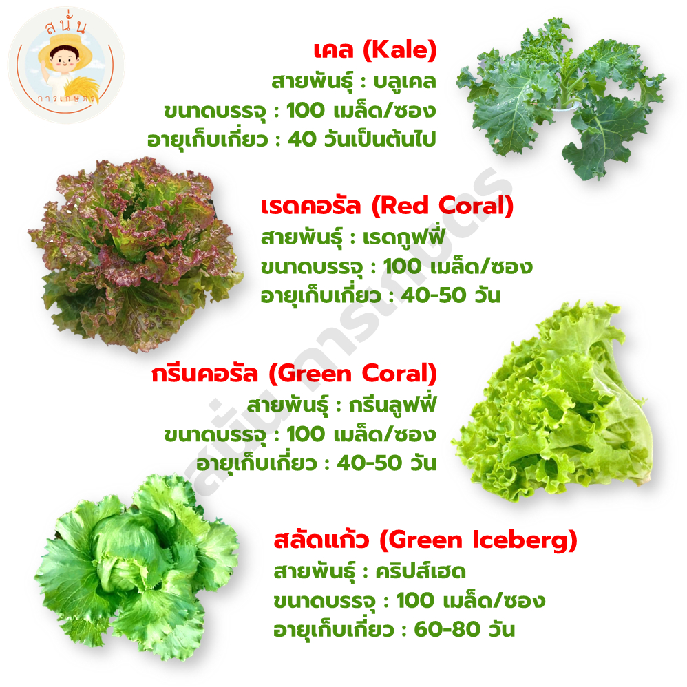 ชุดเมล็ดพันธุ์ ผักสลัด 12 ชนิด (กรีนโอ๊ค เรดโอ๊ค บัตเตอร์เฮด เรดคอส กรีนคอส ฟิลเลย์ เคล ร็อคเก็ต กรีนคอรัล เรดคอรัล ฯลฯ) - รูปที่ 3
