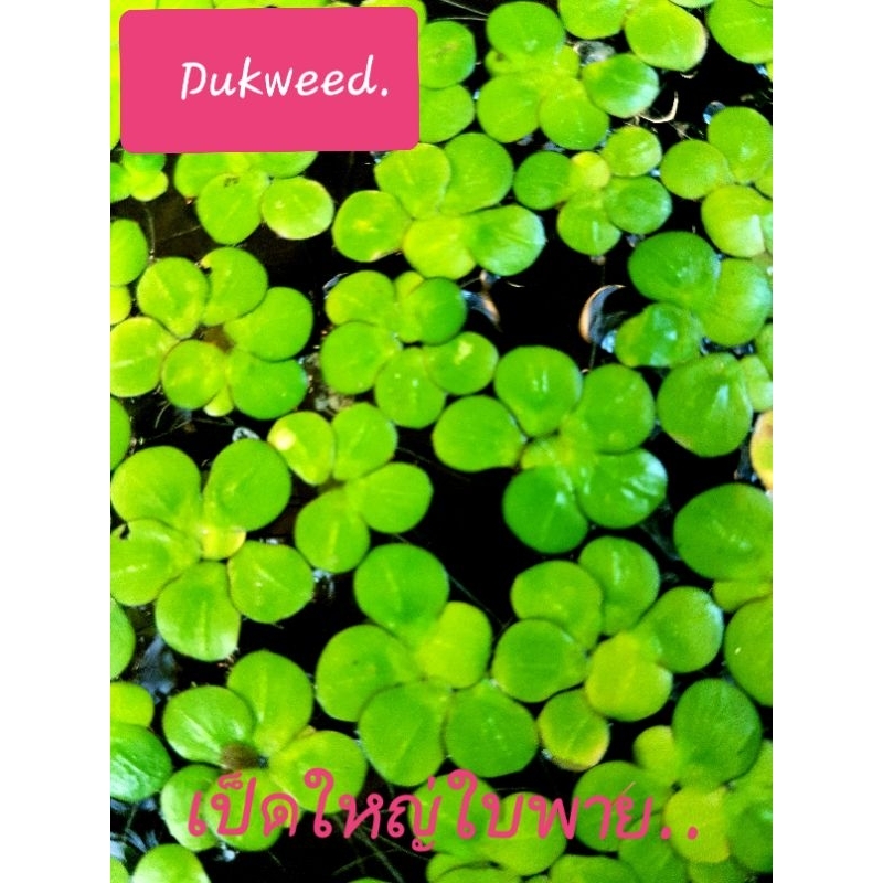 DUckweed. เป็ดใบพาย ใบสวยๆ/ใส่ตู้ปลาอ่างปลา/ให้น้องปลาพัก 4เเถม1.