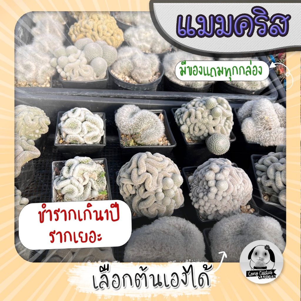 ต้นแมมคริสขด หัวใหญ่ เลือกต้นได้ ขนาด8-12 ซม. (Mamillaria cristata) ไม้เพาะเมล็ด - ต้นกระบองเพชร ราคาถูก ต้นแคคตัส