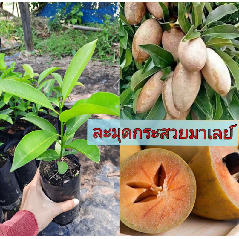 ต้นละมุดกระสวยมาเลย์ แท้ สูง 45-70 ซม 💥 จัดโปร ซื้อ 5 แถม 1 ฟรี ผลดก ลูกเล็กเรียวยาว เนื้อแน่น หวาน เนื้อกรอบ