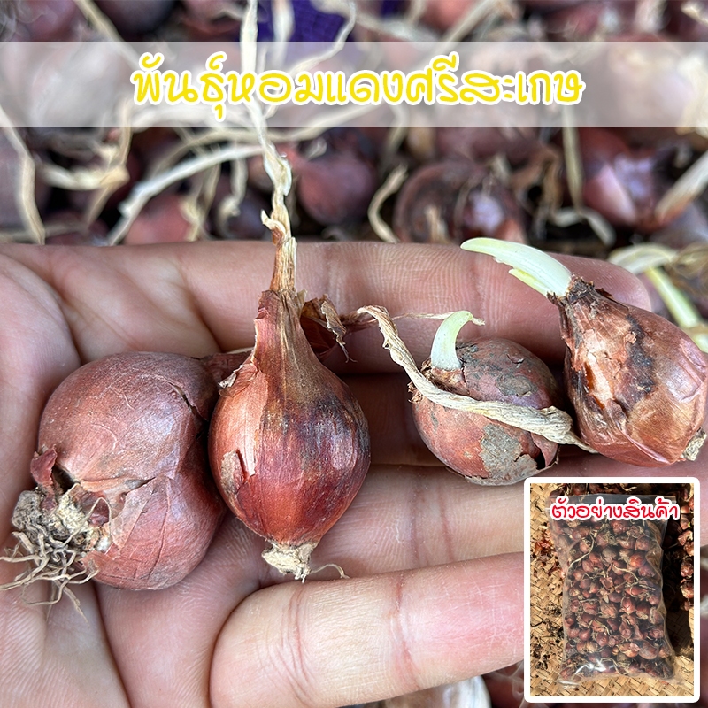 พันธุ์หัวหอมแดงศรีสะเกษ หอมแดง แบบไม่ตัดจุก 40-100 กรัม ปลูกง่าย โตเร็ว ผลผลิตดี [ ซื้อ 10 แถม 1 คละได้]