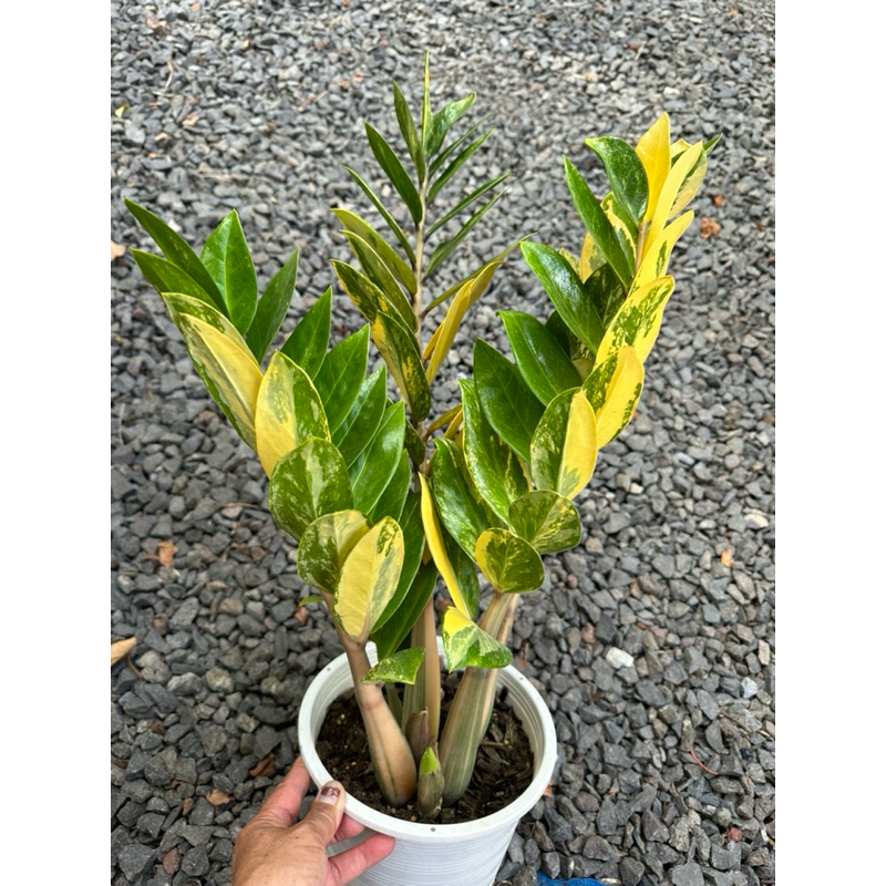 กวักมรกตด่างเหลืองลายสวยๆ /Variegated Zamioculcas zamiifolia (ZZ Plant)