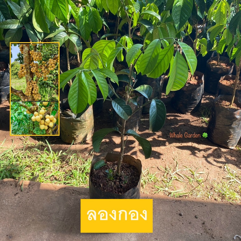 ต้นลองกอง ลองกอง (เสียบยอด) Longkong ผลไม้ไทย ให้ผลเร็ว (ยินดีรับประกันสินค้าหากเกิดความเสียหายทุกกรณี)