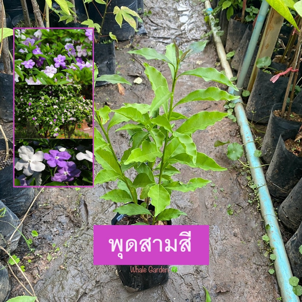 พุดสามสี ต้นพุดสามสี (Brunfelsia uniflora) ดอกพุดสามสี ไม้พุ่มเตีย มีดอกสีสวย (รับประกัน ส่งใหม่ฟรี หากสินค้าเเสียหาย!!)