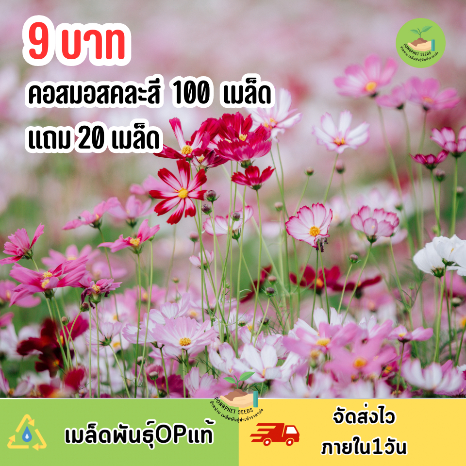 เมล็ดพันธุ์ดอกคอสมอสคละสี100เมล็ดแถมฟรี20เมล็ด  OPแท้ ปลูกง่าย