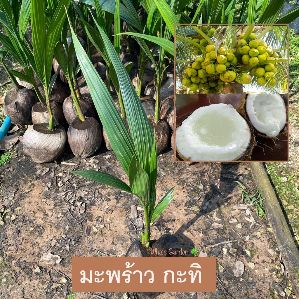 มะพร้าวกะทิ ต้นมะพร้าวกะทิ (Makapuno coconut) มะพร้าว เนื้อผลมีเนื้อนุ่มหนา (รับประกัน ส่งใหม่ฟรี หากสินค้าเเสียหาย!!)