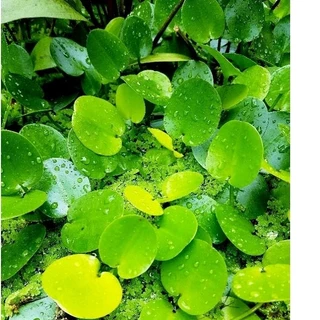 🍋บัวบ๊อบบี้🍋ดอกสีเหลืองน่ารัก🍋ออกดอกตลอดปี🍋4เเถม1🍋
