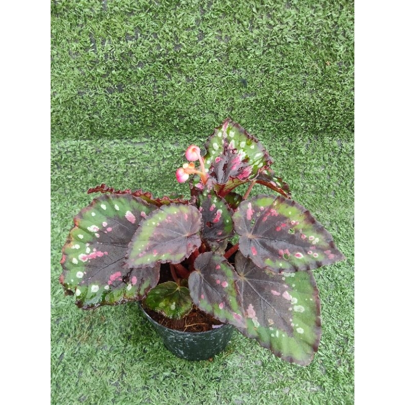 ต้นบีโกเนีย Ideal Constellation [ Begonia Ideal Constellation] ไม้ในกระถาง3"