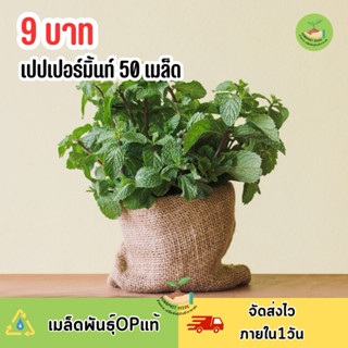 9 บาท เมล็ดพันธุ์ เปเปอร์มินท์ บรรจุ 50 เมล็ด