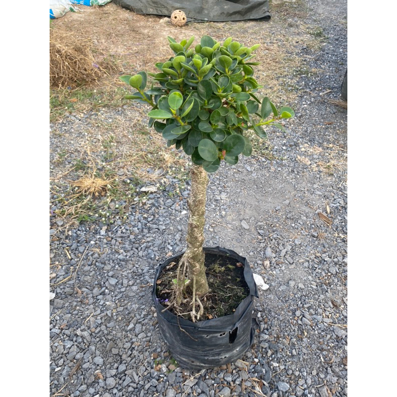 ต้นช้อนเงินช้อนทอง/Banyan Tree/ไม้มงคลความหมายดี (50-70cm)