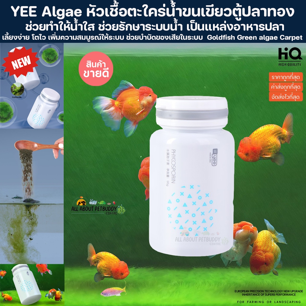 หัวเชื้อตะใคร่พรมขนเขียว สำหรับตู้ปลาทอง Goldfish Green algae Carpet ตะใคร่ ปลาทอง ตู้ปลา ปลา ปลาน้ำจืด ปลาสวยงาม รันชู