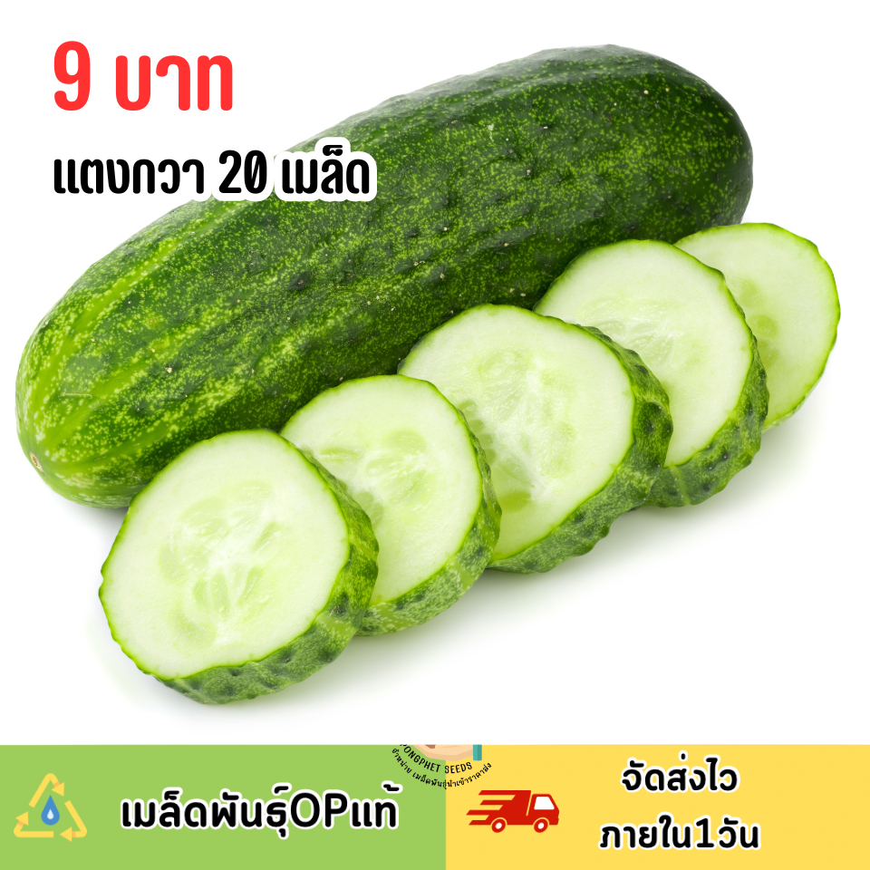 ถูกสุดคุ้ม เมล็ดแตงกวา บรรจุ 20เมล็ด
