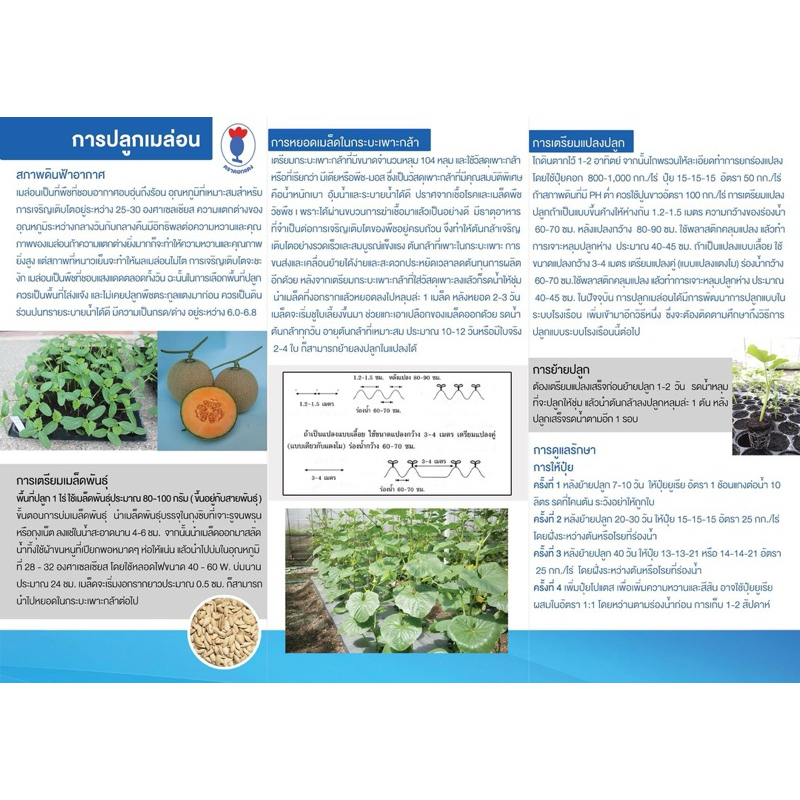 เมล็ดเมล่อน กรีนเน็ต จากไต้หวัน เนื้อสีเขียว หวานฉ่ำ กลิ่นหอม - รูปที่ 3