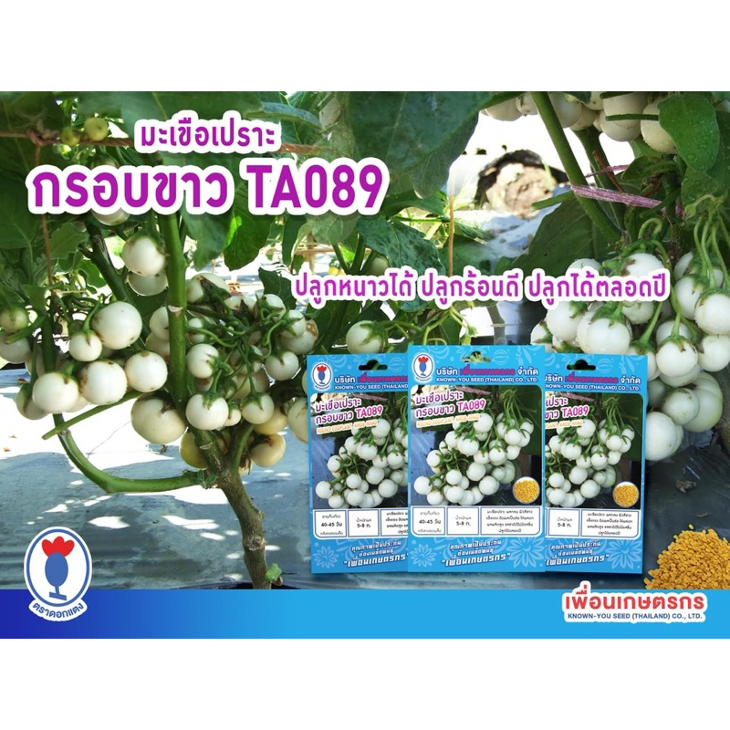 เมล็ดมะเขือเปราะ กรอบขาว ผลดก รสชาติดี ปลูกได้ตลอดปี