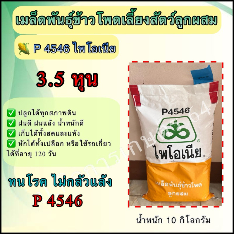 ไพโอเนีย 4546 🌽เมล็ดพันธุ์ข้าวโพดเลี้ยงสัตว์ลูกผสม🌽 เม็ด 3.5 หุน ขนาด 10 กิโลกรัม