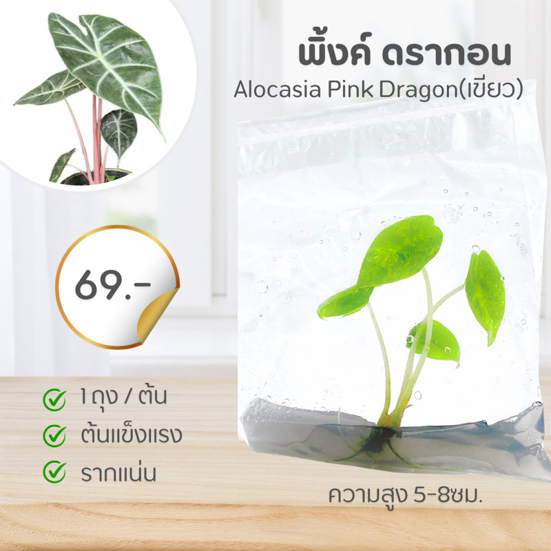 ไม้เนื้อเยื่อ  อโลคาเซีย พิ้งค์ ดราก้อน :   Alocasia Pink Dragon