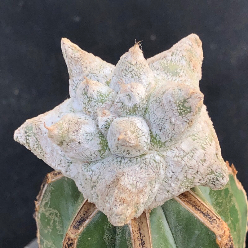 [พร้อมส่ง]🌵 แคคตัส แอสโตร โคฮุยกิ๊กโก๊ะ Astrophytum coahuilense kikko cactus ไม้กราฟ จำนวน 1 ต้น