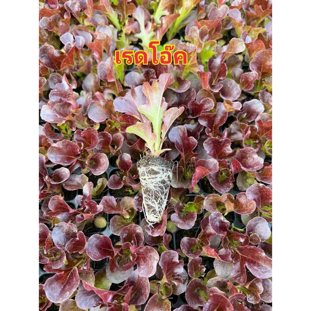 ต้นกล้าผักสลัด ไฮโดรโปรนิกส์ ต้นกล้าผักสวนครัวพร้อมปลูก มีสายพันธุ์ สลัดแก้ว ฟินเล่ย์ กรีนโอ๊ค เรดโอ๊ค มินิคอส กรีนคอส เ - รูปที่ 2