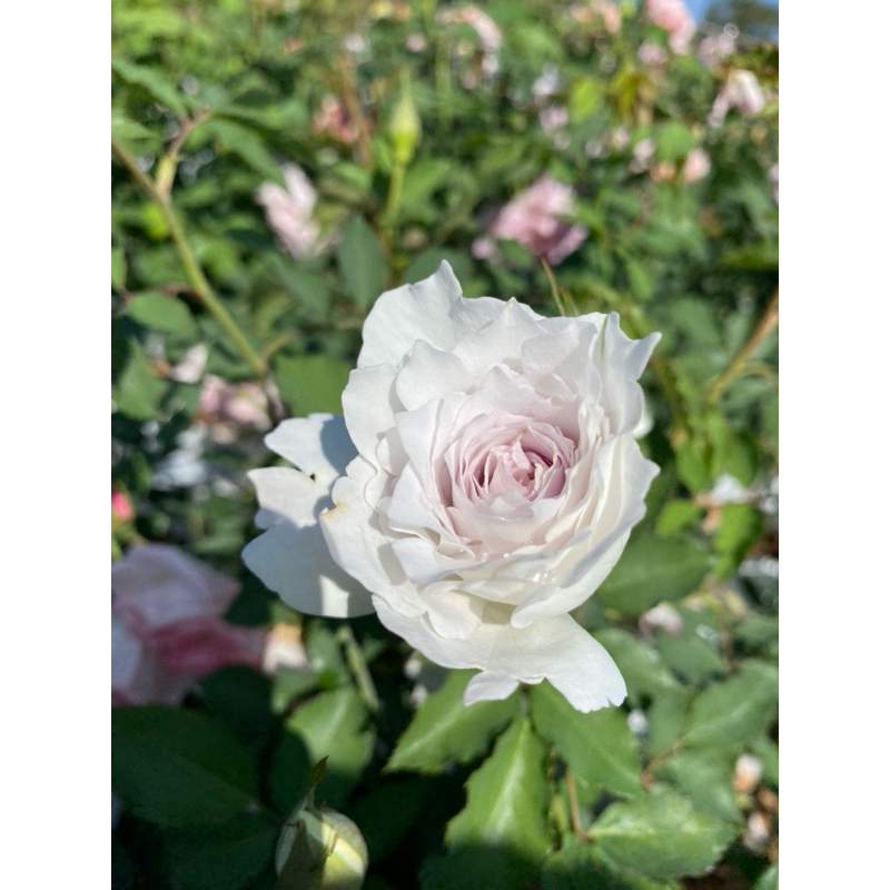 กุหลาบGabriel กาเบรียล   กุหลาบญี่ปุ่นปี 2008 กลีบดอกสีขาวอมเทาม่วง  มีกลิ่นหอมแรงมาก (กลิ่นคล้ายตะไ