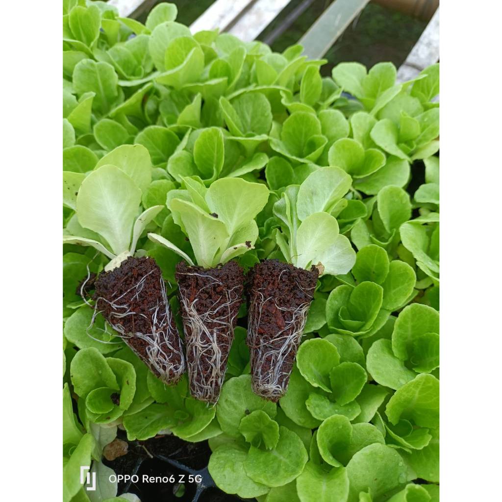 ต้นกล้าผักสลัด ไฮโดรโปรนิกส์ ต้นกล้าผักสวนครัวพร้อมปลูก มีสายพันธุ์ สลัดแก้ว ฟินเล่ย์ กรีนโอ๊ค เรดโอ๊ค มินิคอส กรีนคอส เ - รูปที่ 5