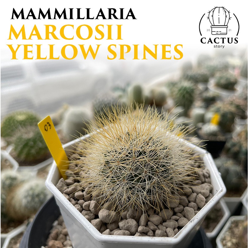 mammillaria marcosii Yellow Spines ไม้ชำหน่อ