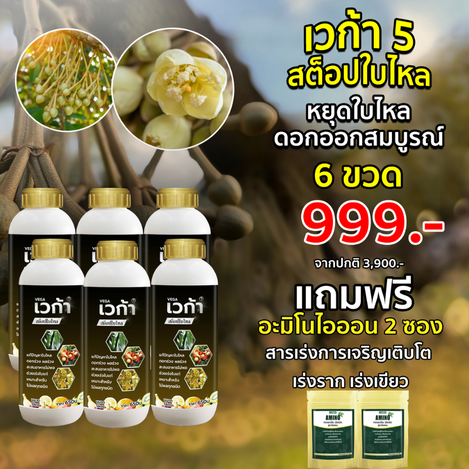 เวก้า5 Stopใบไหล 6 ขวด 999.- (แถมอะมิโนไออ้อน 2 ซอง) หยุดใบไหล ดอกสมบูรณ์ ผลออก ไม่หลุดร่วง