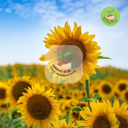 รูปภาพ 2