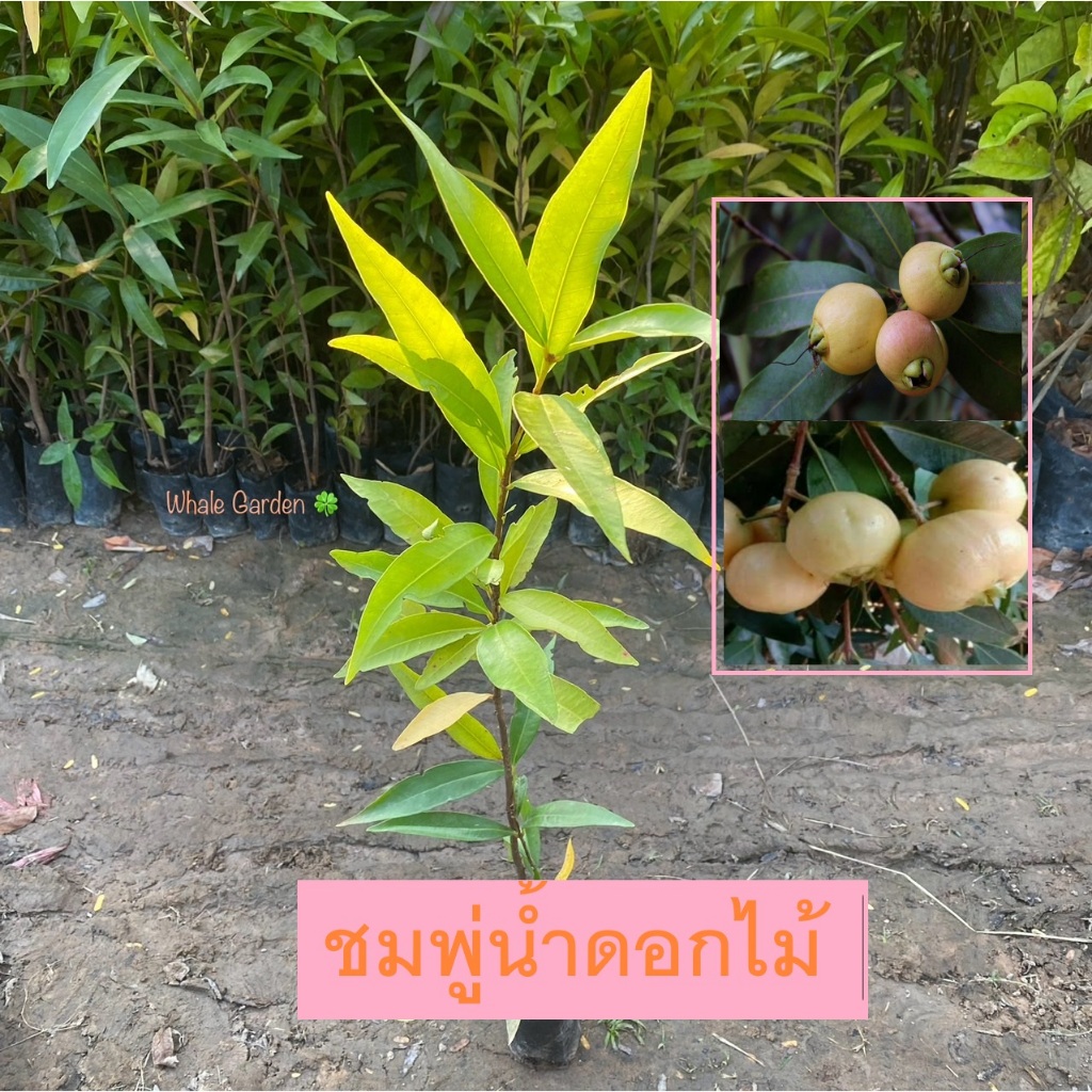 ต้นชมพู่ ชมพู่น้ำดอกไม้ เพาะเมล็ด ราคาถูก  (Rose Apple) พรรณไม้หายาก กลิ่นหอมรสหวาน (รับประกันสินค้า)