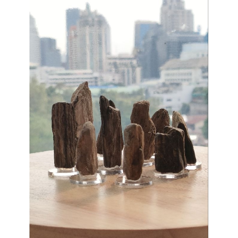 ฟอสซิลไม้กลายเป็นหิน ขนาดเล็ก ของเเท้ บนแผ่นอคิริค ไว้ตั้งโชว์ หรือสะสมสำหรับเรียนรู้ (⭐สินค้าเเบบสุ่มเเรนด้อมชิ้นครับ )