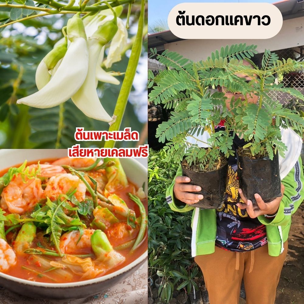 (2ต้น)#ต้นพันธุ์แคขาว ดอกใช้เป็นอาหาร 🔥🌼 ขนาดต้นพันธุ์สูง 15-20เซน (ต้นเพาะเมล็ด)