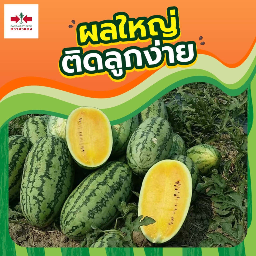 ใหม่! เมล็ดพันธุ์แตงโมตอปิโด ควีนเลดี้ ตราศรแดง บรรจุ40กรัม เมล็ดแตงโม เมล็ดแตงโม เมล็ดพันธุ์แตงโม แตงโมเนื้อส้ม ราคา ถูกที่สุด ดีลบีเคเค แกลเลอรีภาพที่ 3