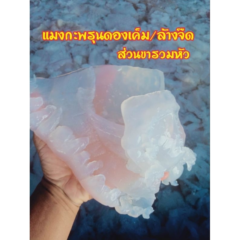 แมงกะพรุนส่วนขารวมหัว แบบเค็ม/จืด 1000กรัม สินค้าสดใหม่สะอาด ปลอดสาร