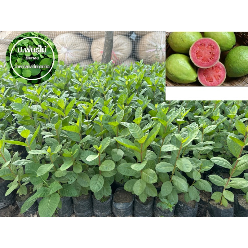 ต้นฝรั่งขี้นก ต้นฝรั่งใส้แดง เพาะเมล็ด ขนาด15 -20 เซน เสียหายเคลมฟรี