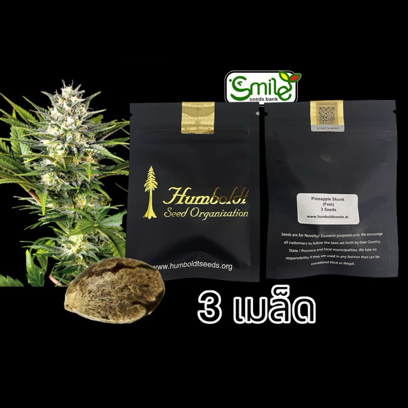 เมล็ดกัญชา Pineapple Skunk (Fem) - Humboldt Seed Organization