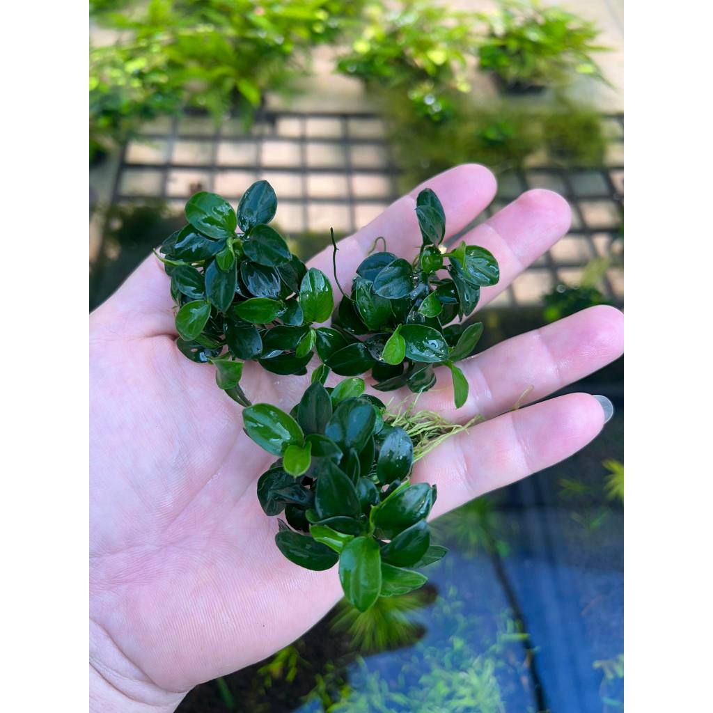 Anubias Petite อนูเบียสพริตตี้