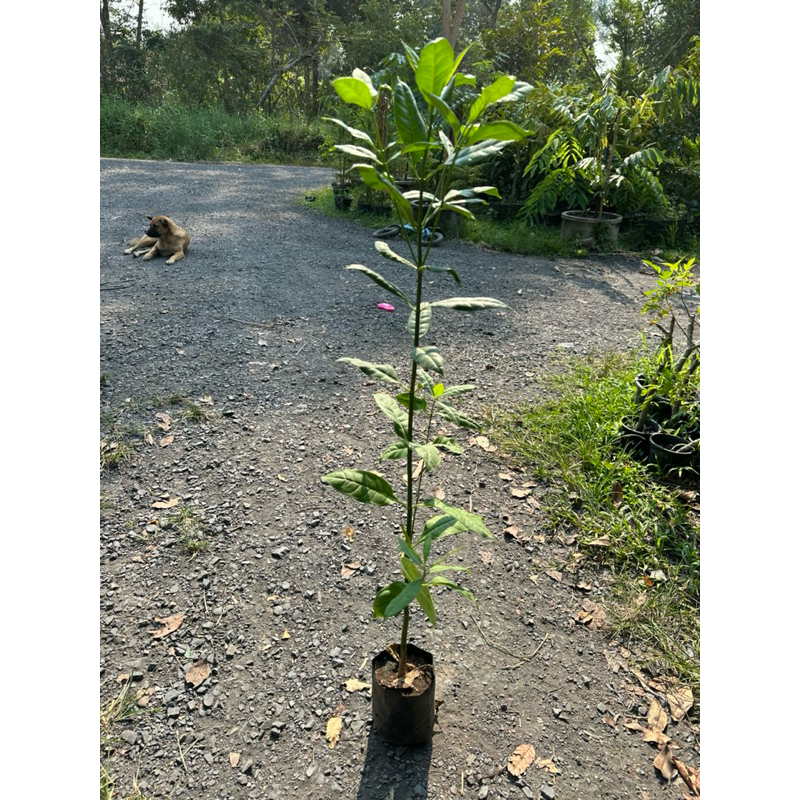 ชุดละ 2 ต้น กันเกราสูง 1 เมตร รากสมบูรณ์พร้อมปลูกทุกต้น 🌳