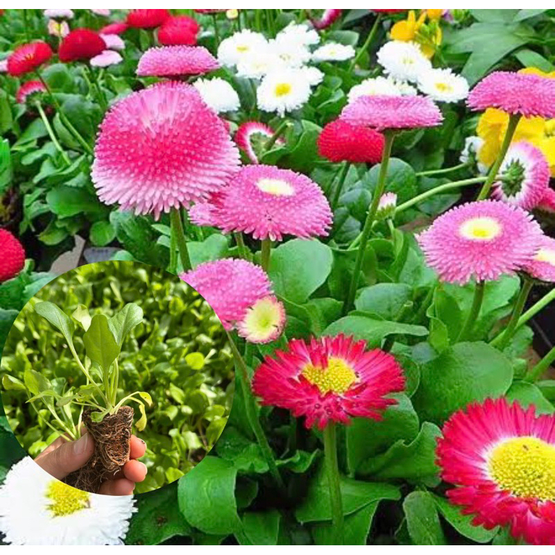🌱ต้นกล้าดอกอิงลิชเดซี่ Daisy 🪴ดอกไม้ทานได้👉คละสี💐ต้นจิ๋วน่ารัก