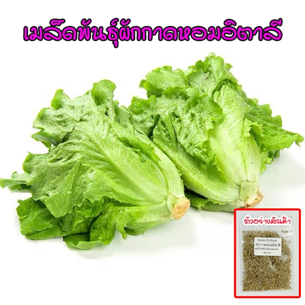 ผักกาดหอมอิตาลี ใบเขียว Italian Lettuce เมล็ดพันธุ์ บรรจุ 100-300 เมล็ด [ซื้อ 10 แถม 1 คละได้]