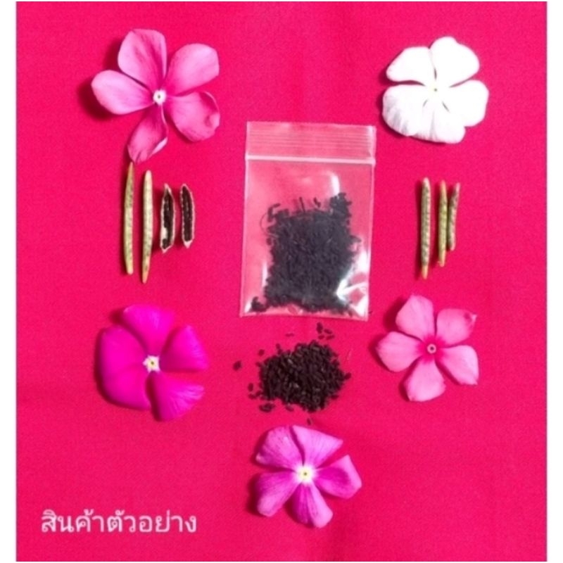 เมล็ดพันธุ์แพงพวยคละสี700 ,1000,2000เมล็ด