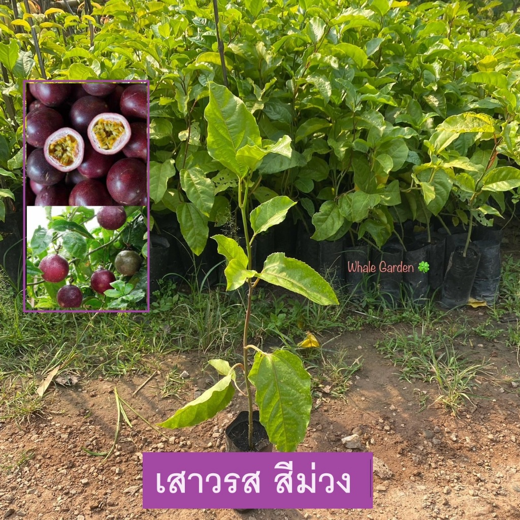 ต้นเสาวรส เสาวรส สีม่วง (Passion fruit) กะทกรก ขนาดถุงเพาะชำ ราคาถูก (รับประกัน ส่งใหม่ฟรี หากสินค้าเเสียหาย!!)