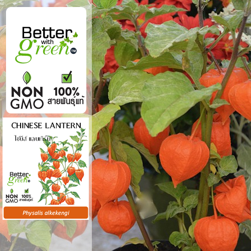 เมล็ดพันธุ์ ไชนีส แลนเทิร์น 30 เมล็ด (CHINESE LANTERN) นำเข้า การันตีสายพันธุ์