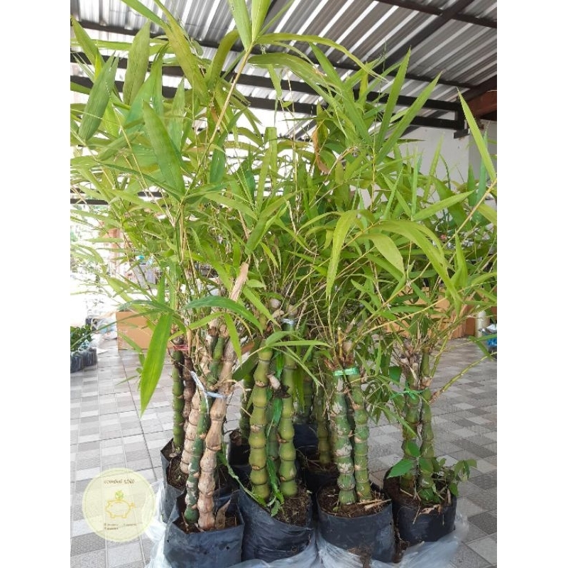 ต้นไผ่น้ำเต้า ไผ่มงคล ต้นเเข็งเเรง พร้อมปลูก👍🎉 เสียหายจากขนส่งเคลมฟรี