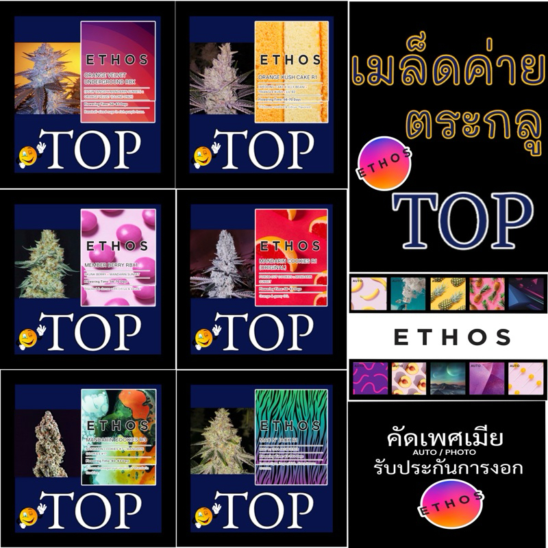 เมล็ดค่าย(เมีย) ETHOS TOP แกะแบ่งจากแพ็ค+ฟรีปุ๋ย เมล็ดกันชา ไม่งอกเครมฟรีใหม่ทั้งชุด เมล็ดกันชา สายพันธุ์นอก seed
