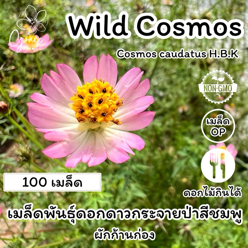 เมล็ดพันธุ์ดาวกระจายป่า ผักก้านก่อง wild cosmos ดอกไม้กินได้ ดอกดาวกระจายป่า ดาวกระจายป่า เมล็ดดาวกระจายป่า