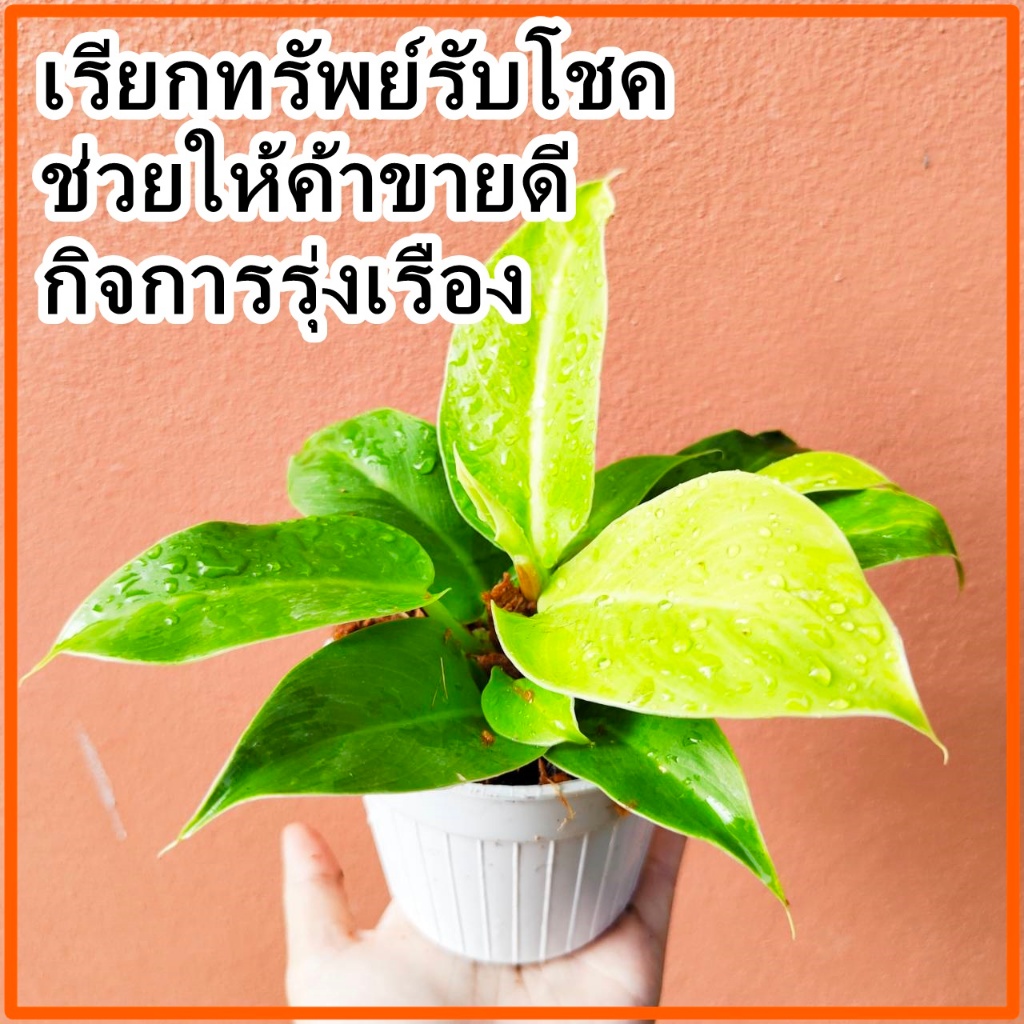 กุมารทองเรียกทรัพย์🌲กระถางขาว 4 นิ้ว ฟิโลเดนดรอนมูนไลท์ ต้นไม้ฟอกอากาศ