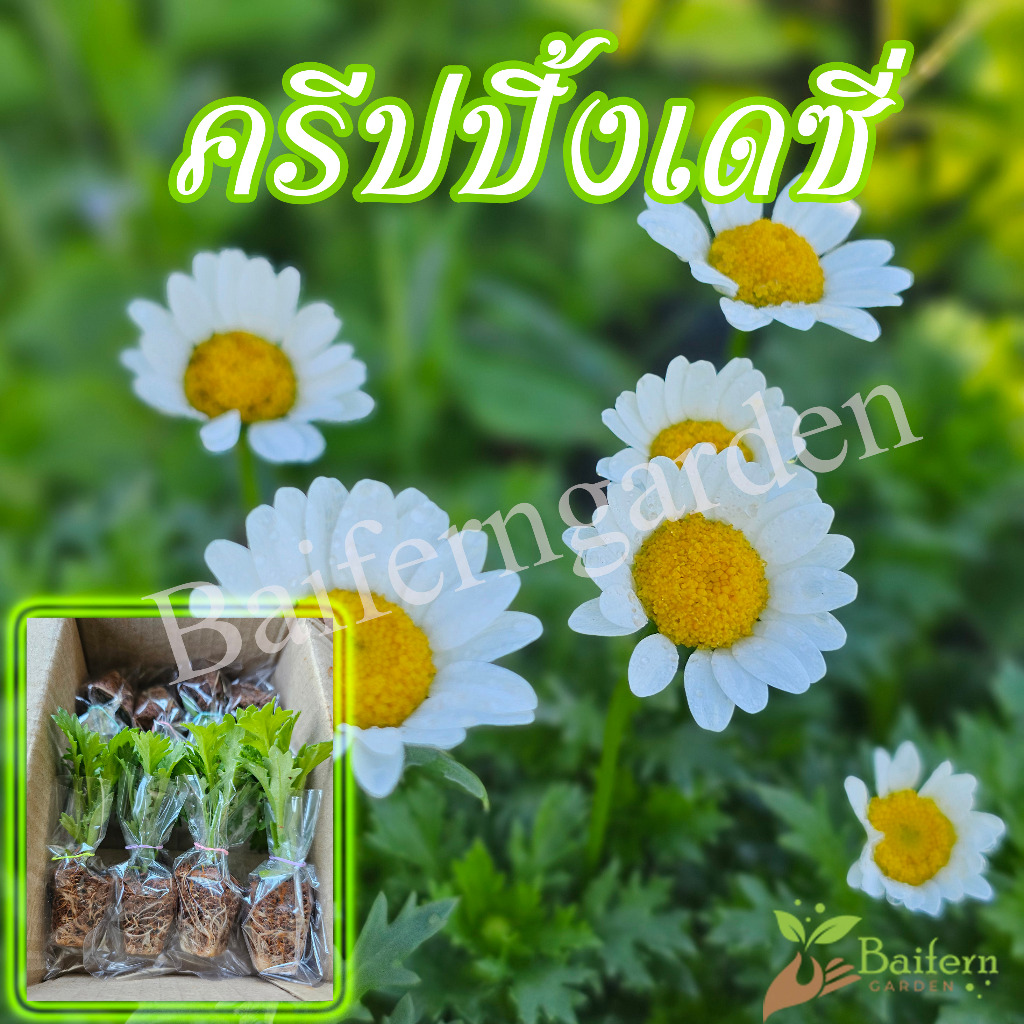 ต้นกล้าดอกครีปปิ้งเดซี่ ดอกไม้กินได้ สวยงาม เลี้ยงง่าย