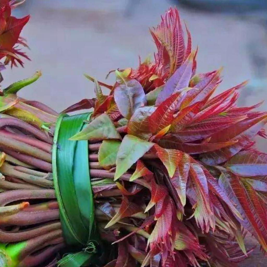 ผักตูน/ผักหวานป่าเกาหลี พันธ์ุแท้100% ซองละประมาณ50เมล็ด - รูปที่ 3