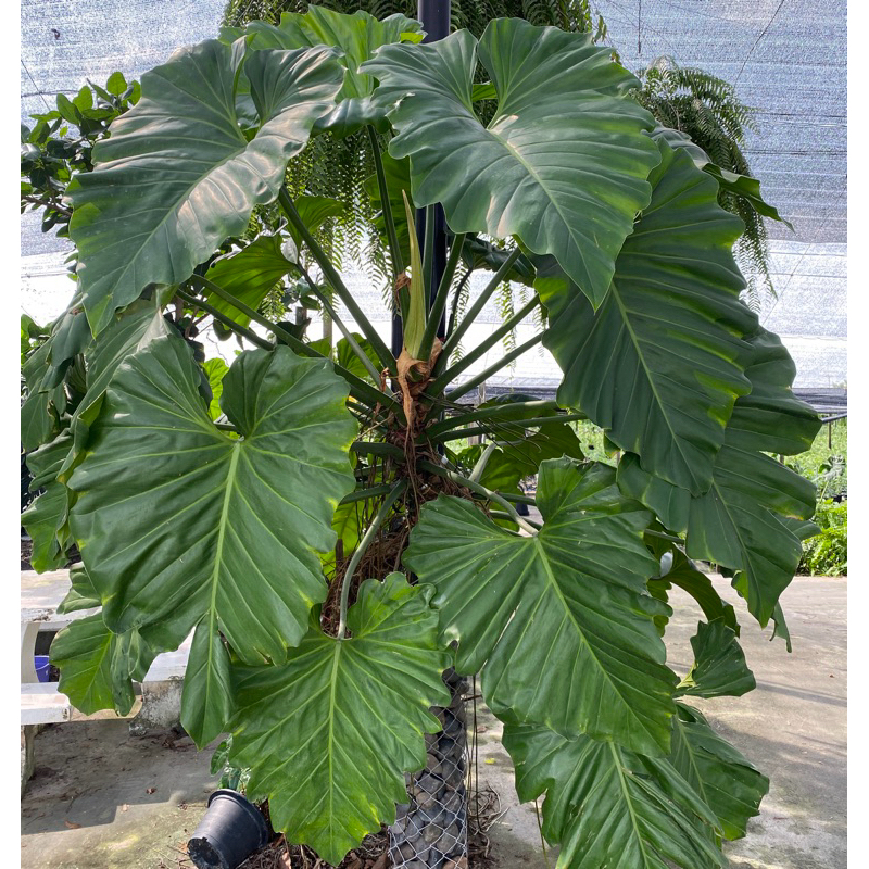 Philodendron ฟิโลเดนดรอนหูช้าง ฟิโลหูช้าง‼️แบบเลื้อย   ต้นไม้ฟอกอากาศ ‼️1-2 ต้นต่อหนึ่งออเดอร์